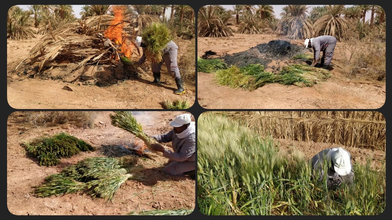 فريك الشعير أعمال أول يوم في رمضان يوم شاق جدا حرارة الجو وحرارة النار 🌾حصاد الشعير  يوميات مزارع