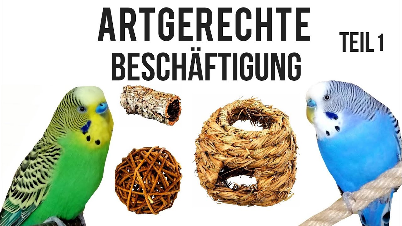 Artgerechte Beschäftigung für Wellensittiche / Teil 1