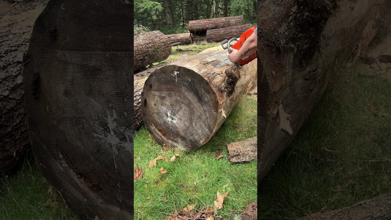 Ported 395XP Husqvarna test cuts! 