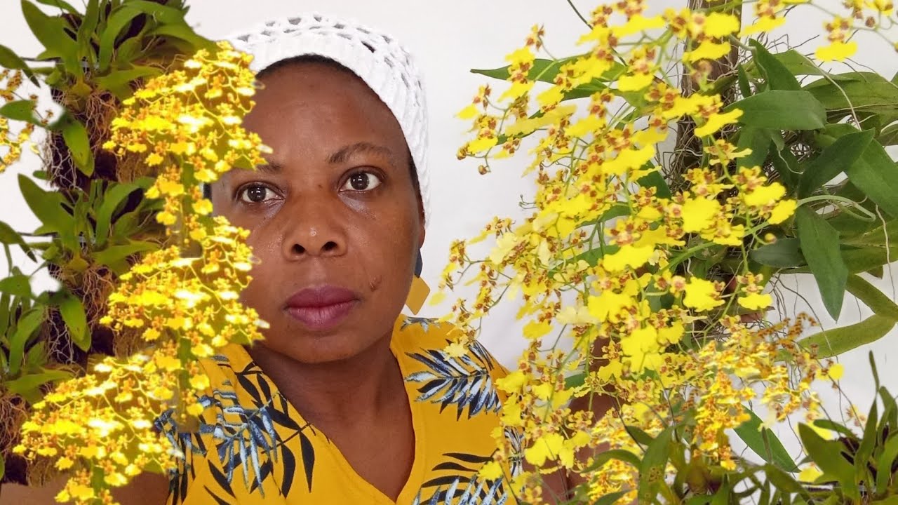 Tudo sobre Orquídea Chuva de Ouro: O segredo para cultivar com sucesso