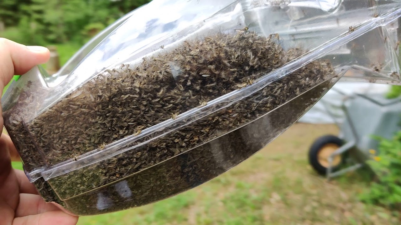 Mosquito Magnet Executive