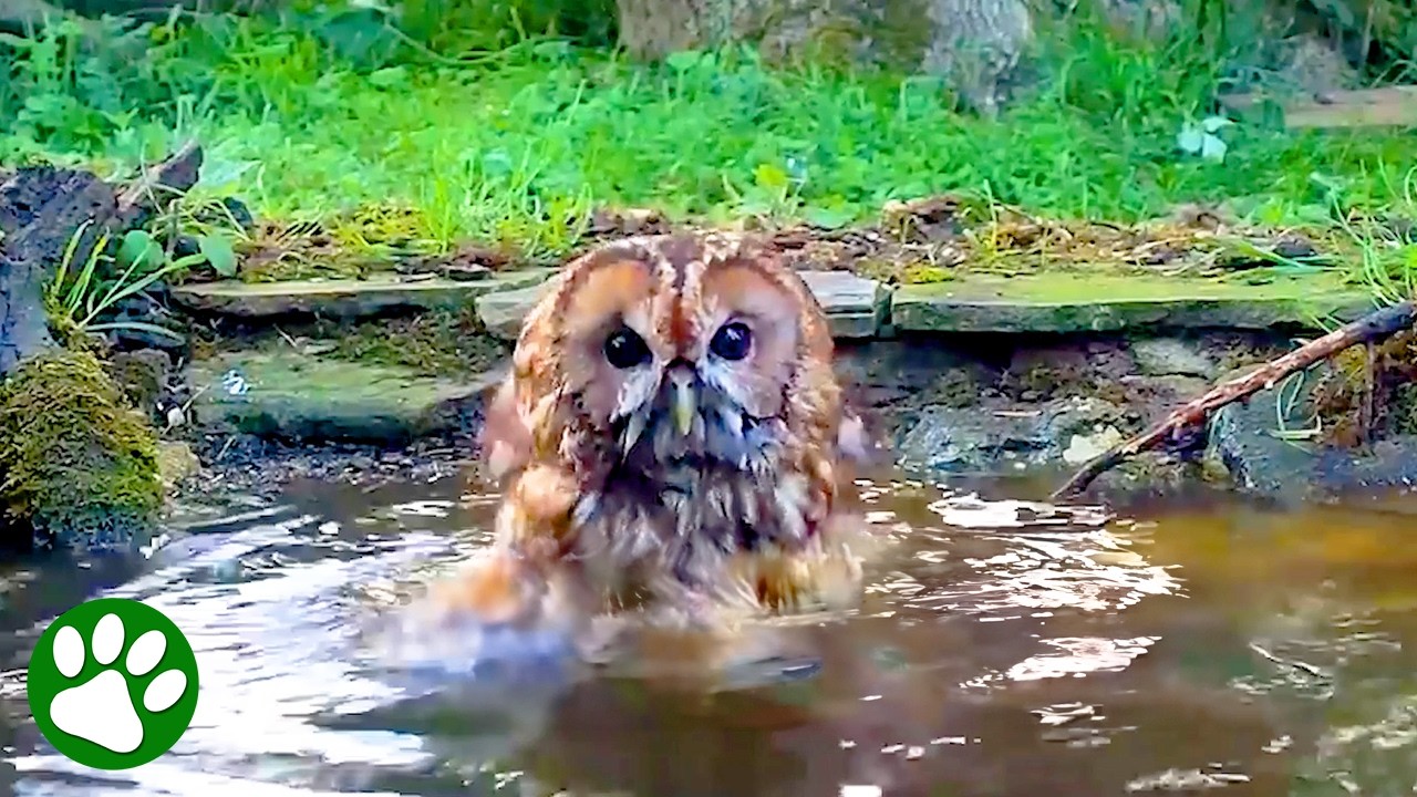 This Is What Happens When You Build A Wildlife Pond