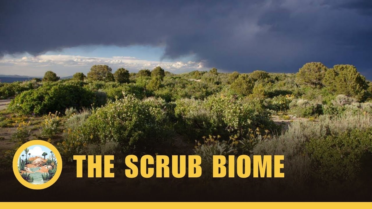 The Scrub Biome or Shrubland Biome