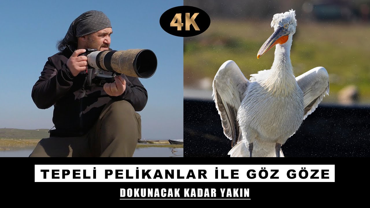 Pelikanlara dokunacak kadar yaklaştım | Sony A7s3 ile Kuş Cennetinde Pelikan Fotoğrafları