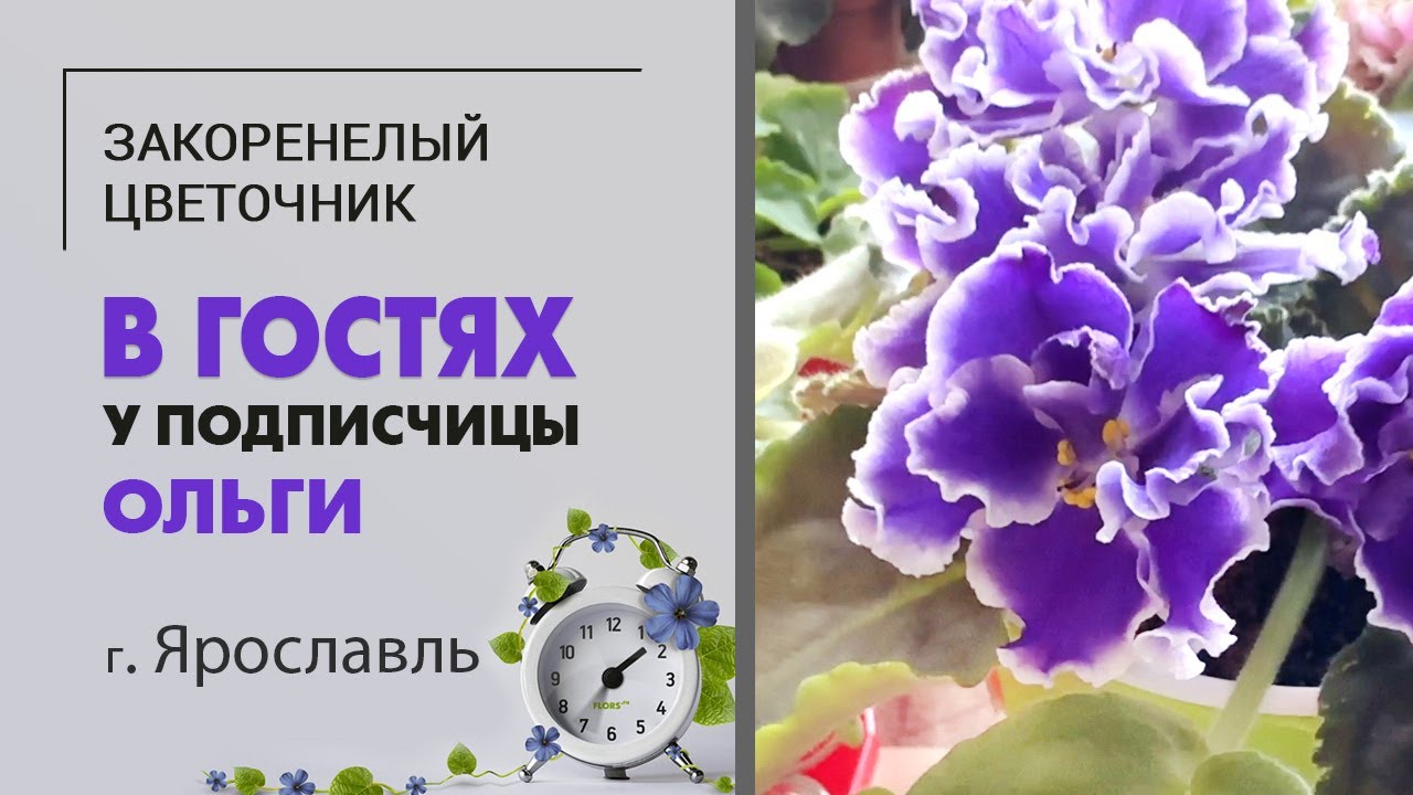 В гостях у Ольги. г. Ярославль | Фиалки, фикусы, алоказии, кодиеумы, суккуленты и милая хозяйка