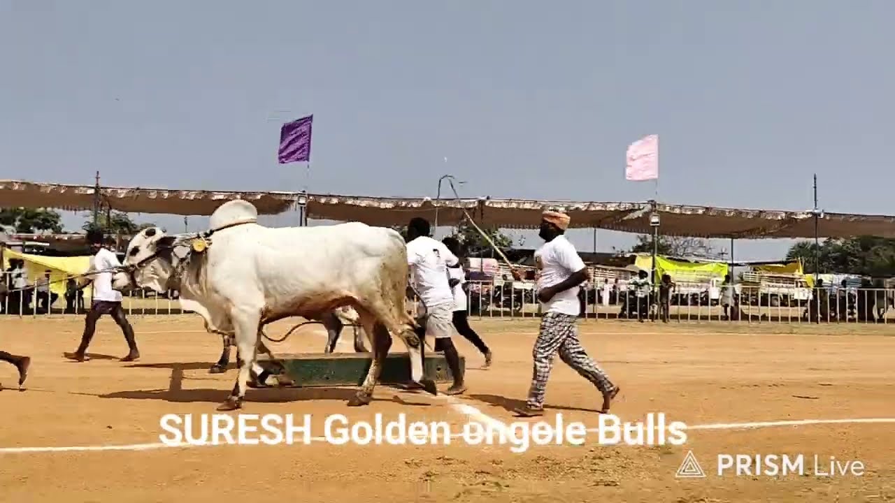 ఉత్తనూరు నాలుగు పళ్ల విభాగం 3 జతగా  మహేష్ అన్న Live suresh golden ongole