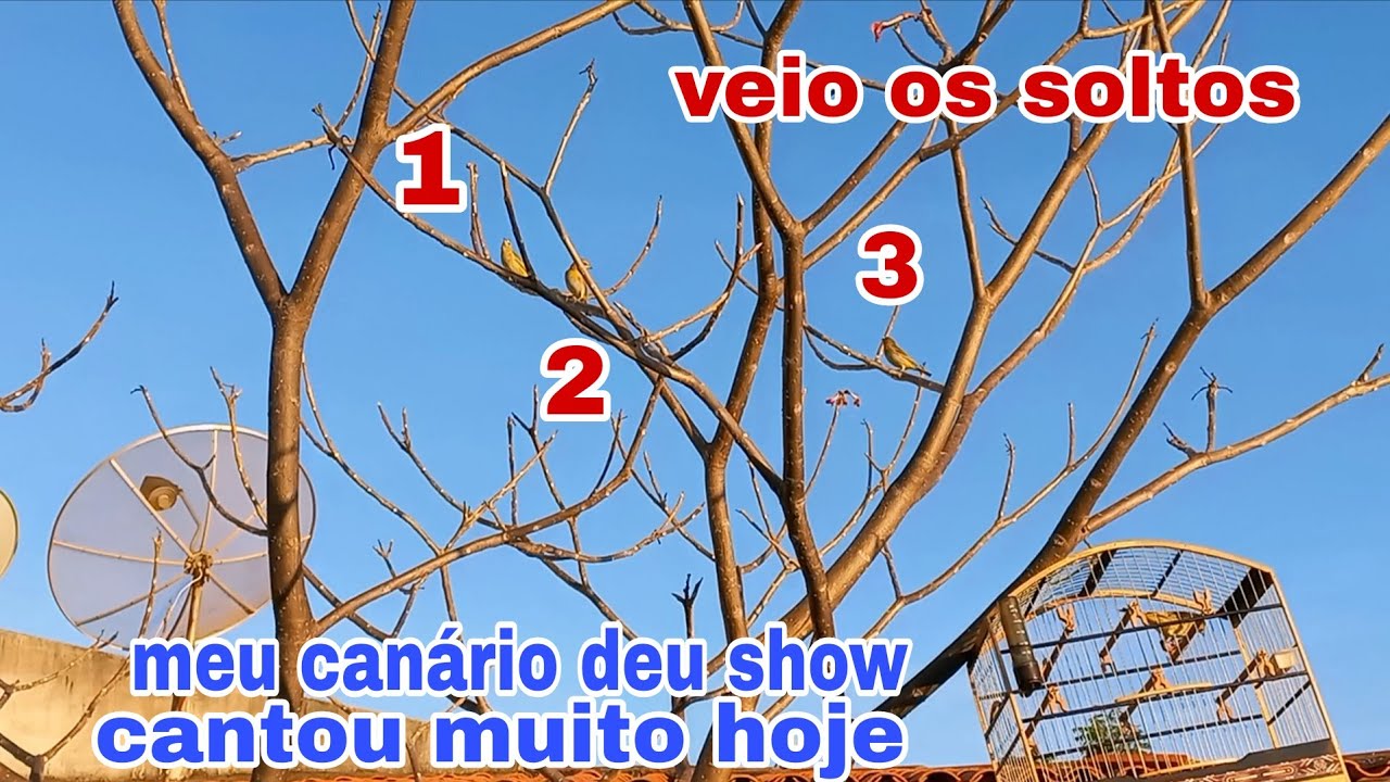 Meu canário da terra deu show hoje na puxada. Veio 3 pardos soltos perto da gaiola 