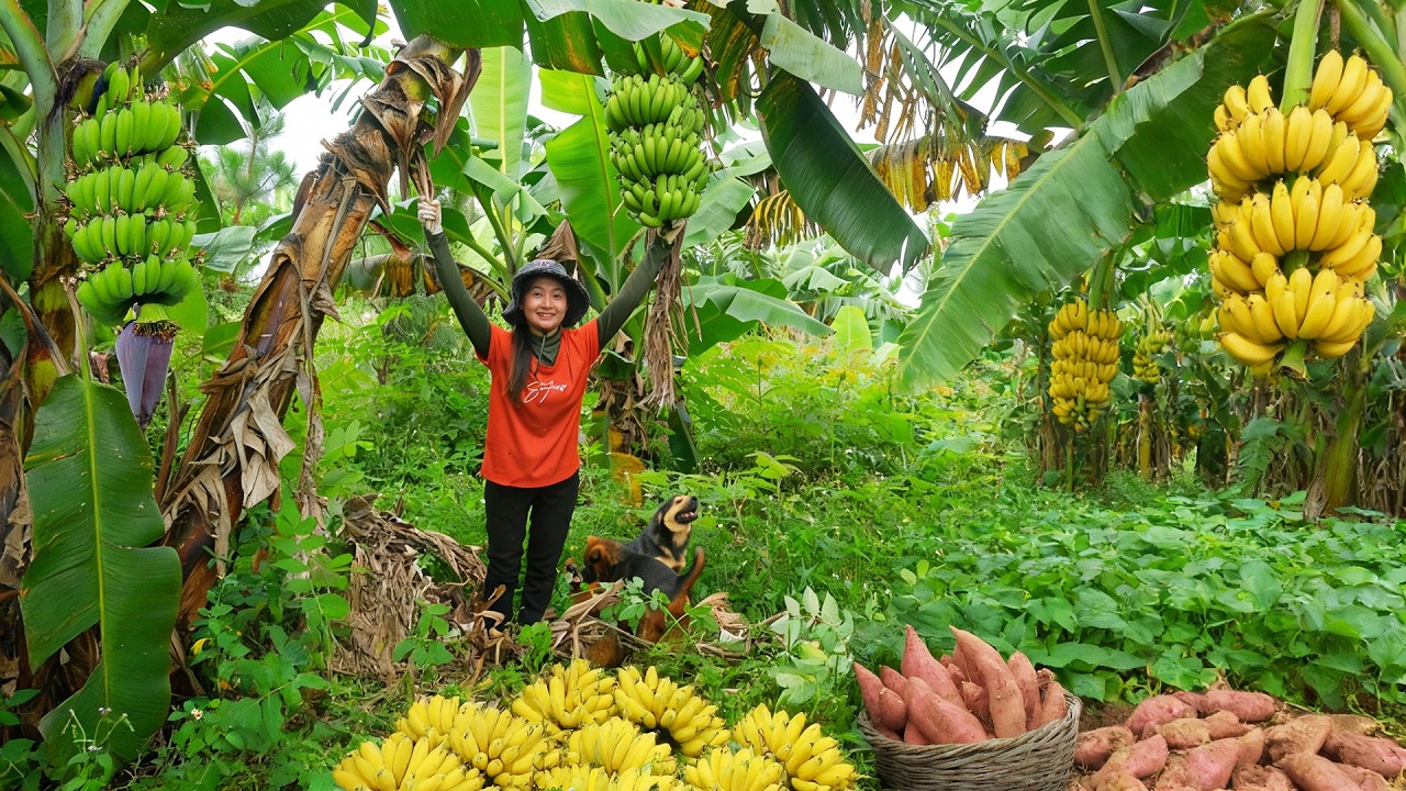 Harvest Bananas And Sweet Potatoes To Sell At The Market – Cook With Them And Build The Farm