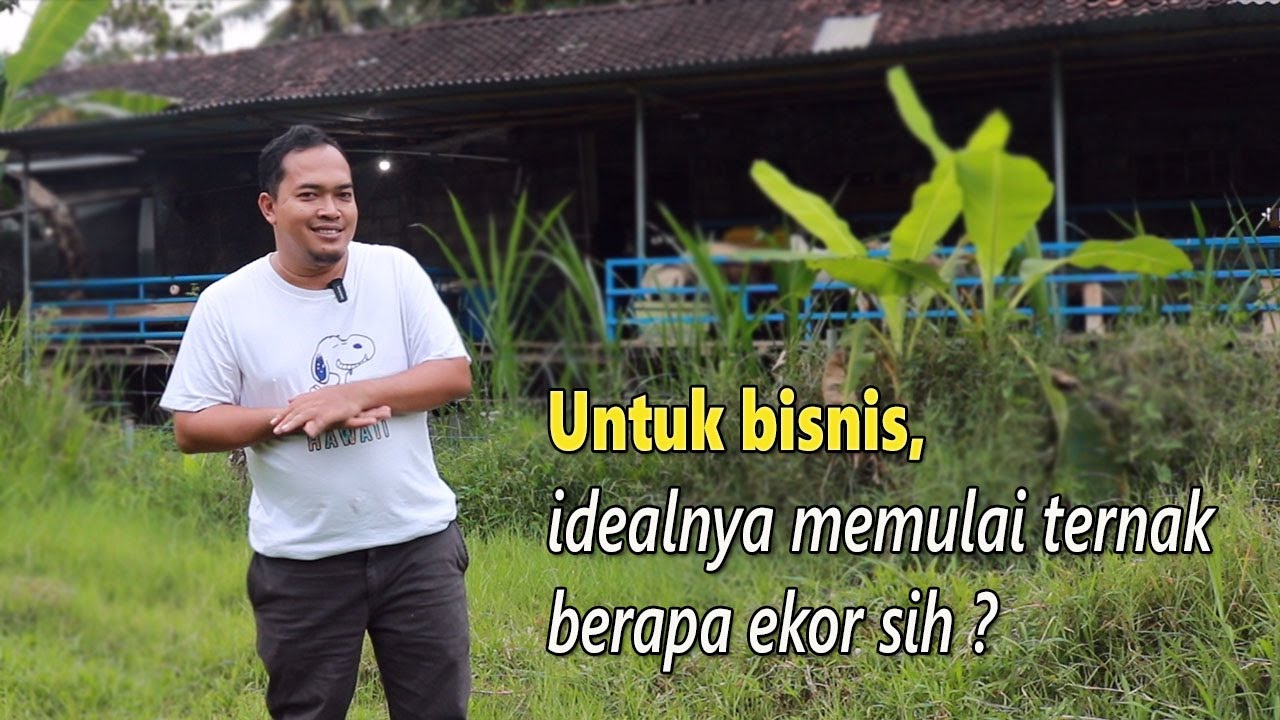 Untuk skala bisnis, idealnya memulai ternak kambing domba berapa ekor sih ?