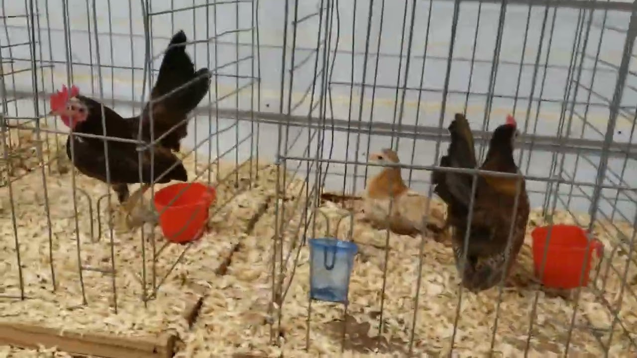 SERAMA CHICKEN SHOW - Table Top and Bench Top Shows