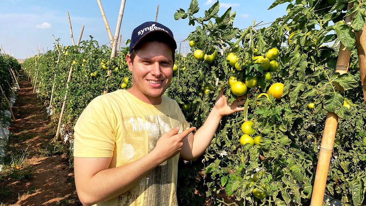 TOMATE ÓTIMA OPÇÃO DE RENDA PARA O PEQUENO PRODUTOR