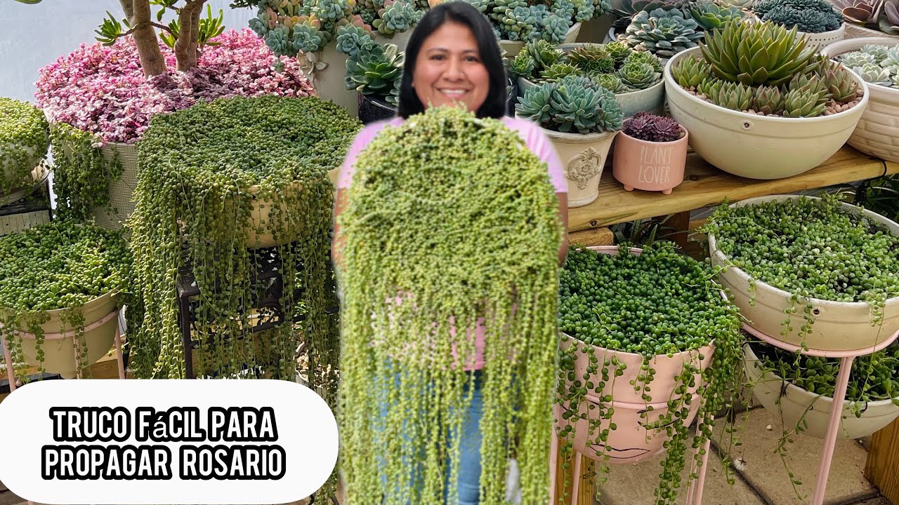 TRUCO FÁCIL PARA PROPAGAR ROSARIO Senecio rowleyanus