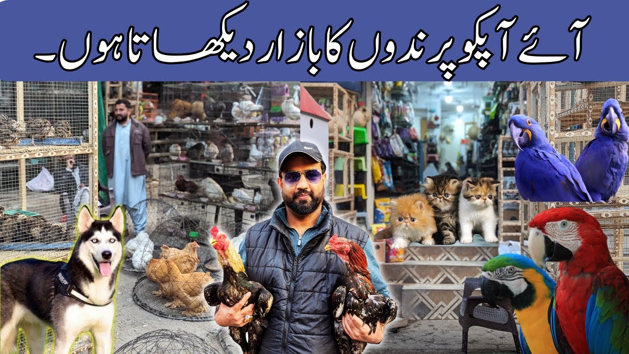 College Road Birds Market Rawalpindi | Pets Give Away | Cats | Dogs | Exotic birds | Aseel Murga