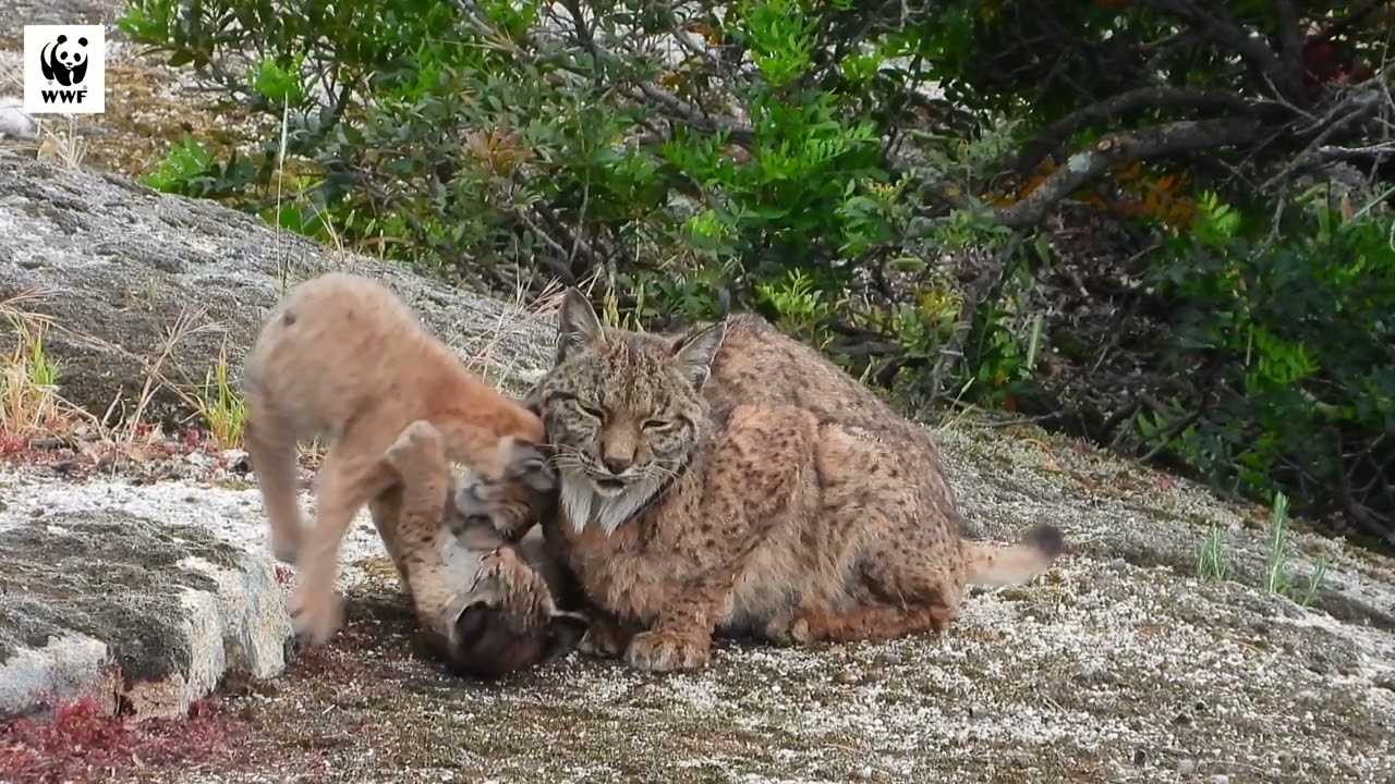 Madre con cachorro de lince  ibérico