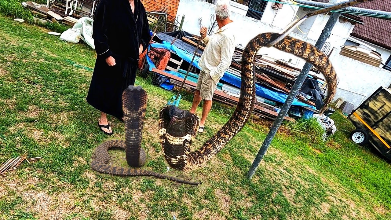 Catching 3 Deadly Rinkhals! They Spit!!!
