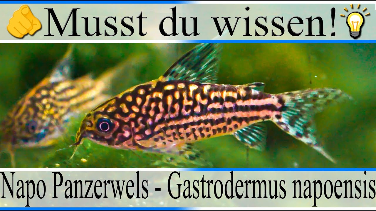 Haltungsbedingungen und Infos zu Napo Panzerwels - Gastrodermus ( Corydoras ) napoensis| #Aquarium