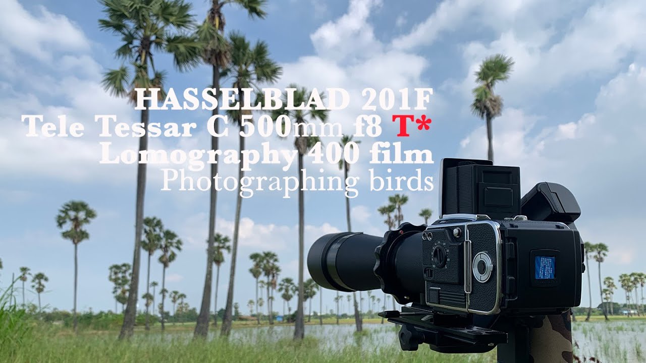 Thai : En Hasselblad 201F Tessar 8/500 mm C T* Lomography 400 film photographing birds