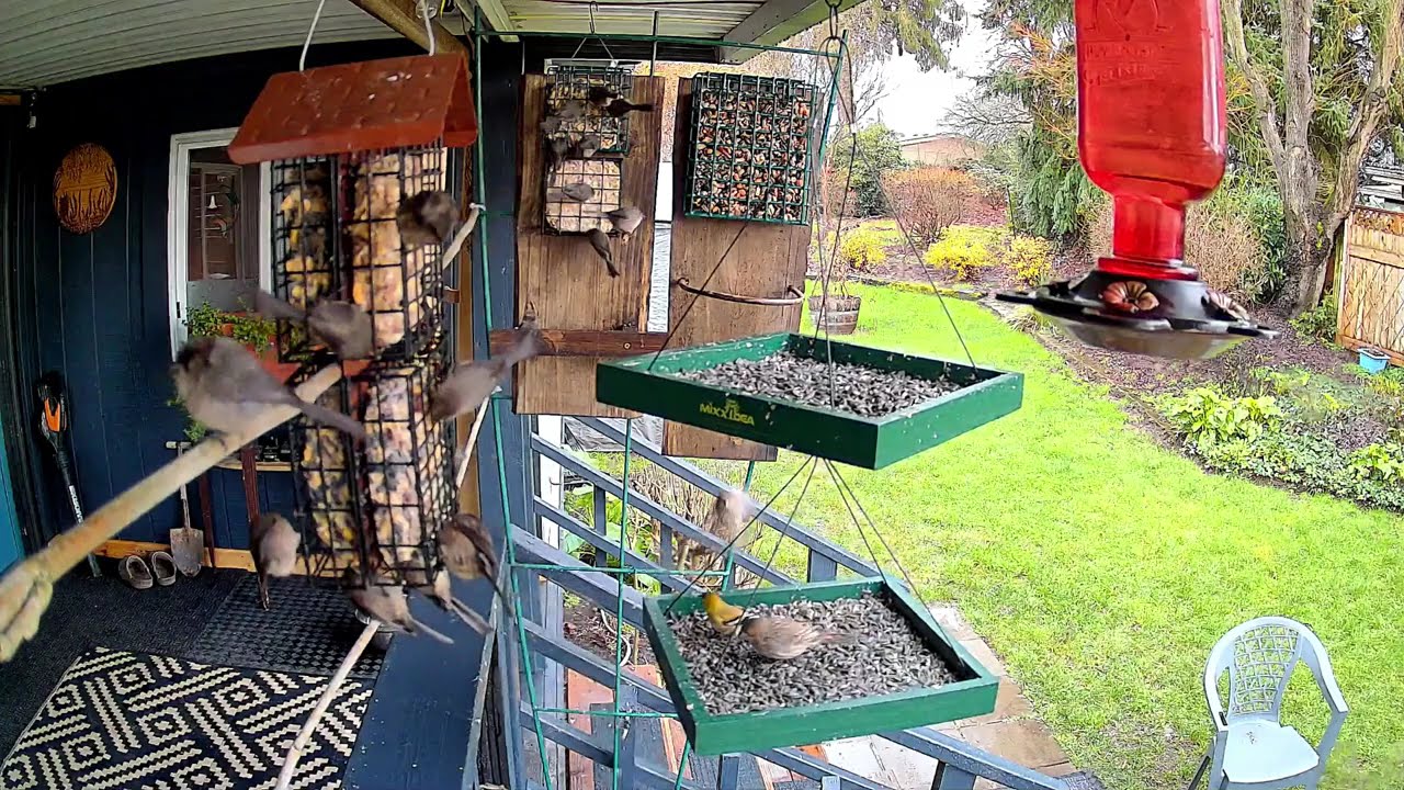 Give a Finch an inch
