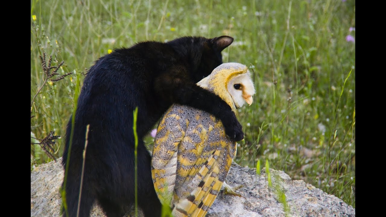 Owl’s Unusually Close Friendship With A Cat Has Animal Researchers Scratching Their Heads
