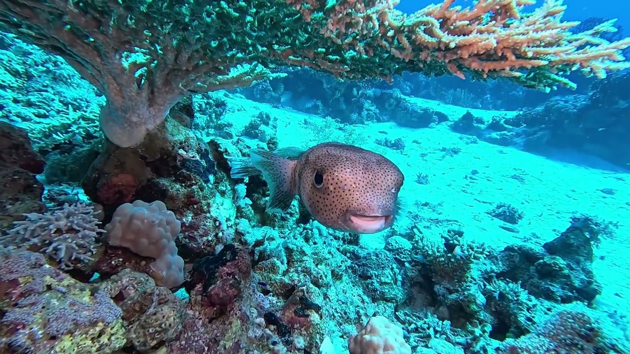 NEREO SUB A SHARM NOVEMBRE 2024    PARTE 1