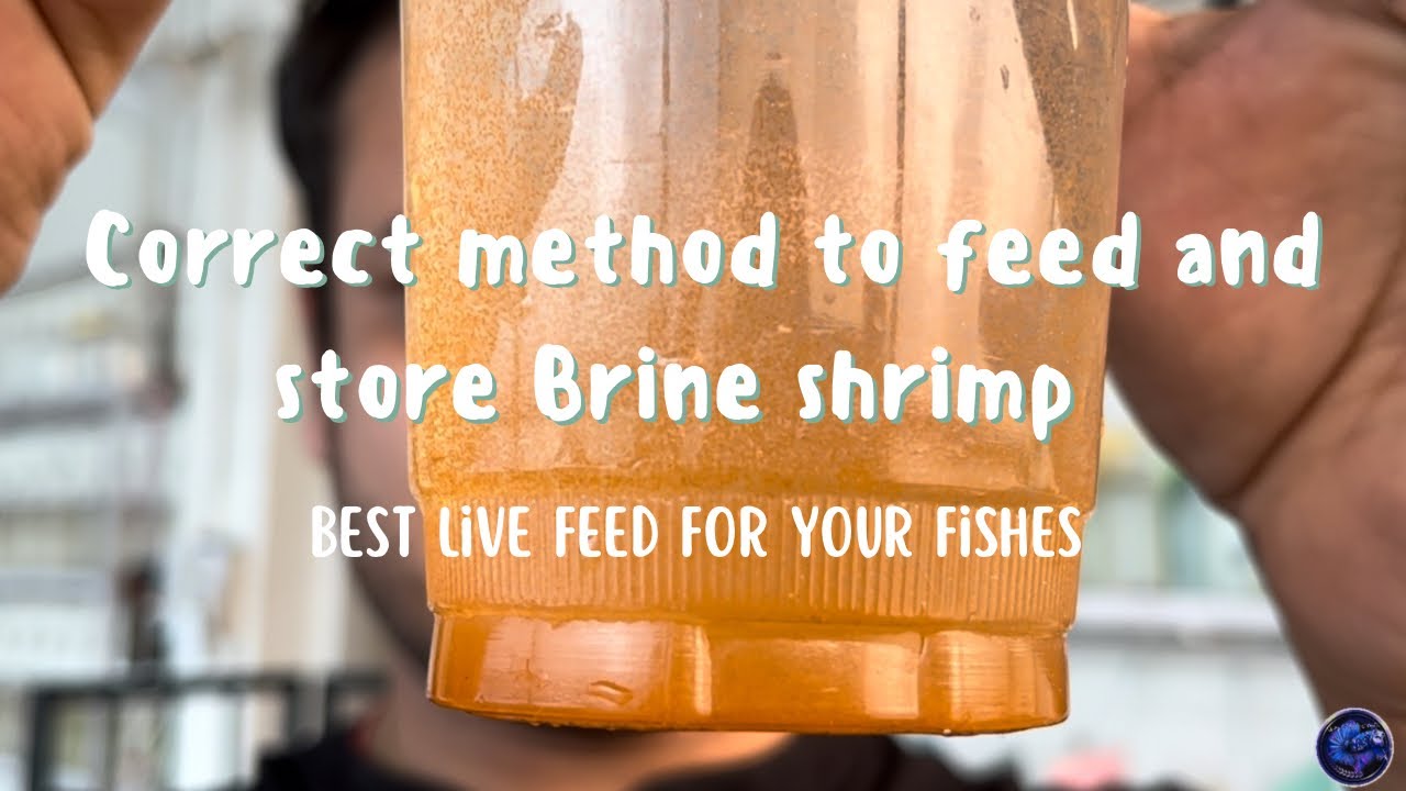How to make arthemia /Brine shrimp fish food.How to store arthemia after hatching.