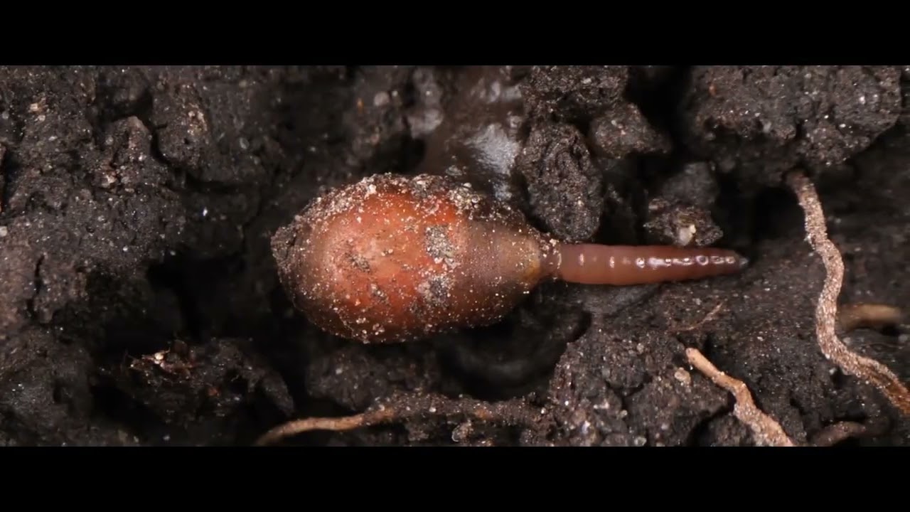 Planet Soil | Official Trailer | ALT EFF 2023