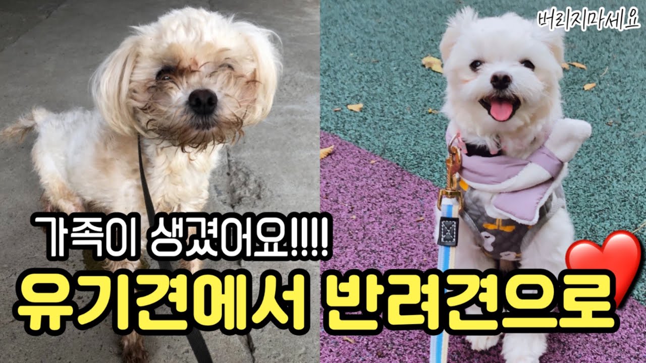 포인핸드 유기견 입양 브이로그, 입양 전후 변화좀 보세요🤭❤️