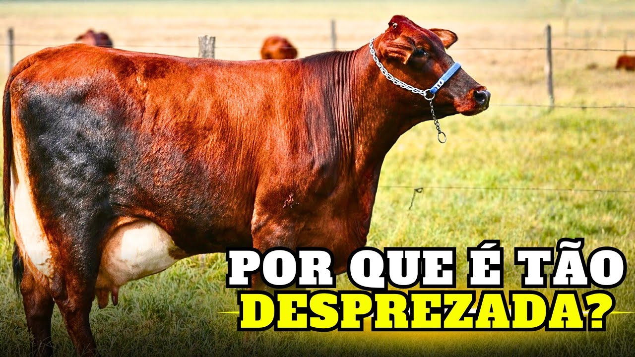 Por Que esse CRUZAMENTO Nunca DESBANCOU o GIROLANDO?