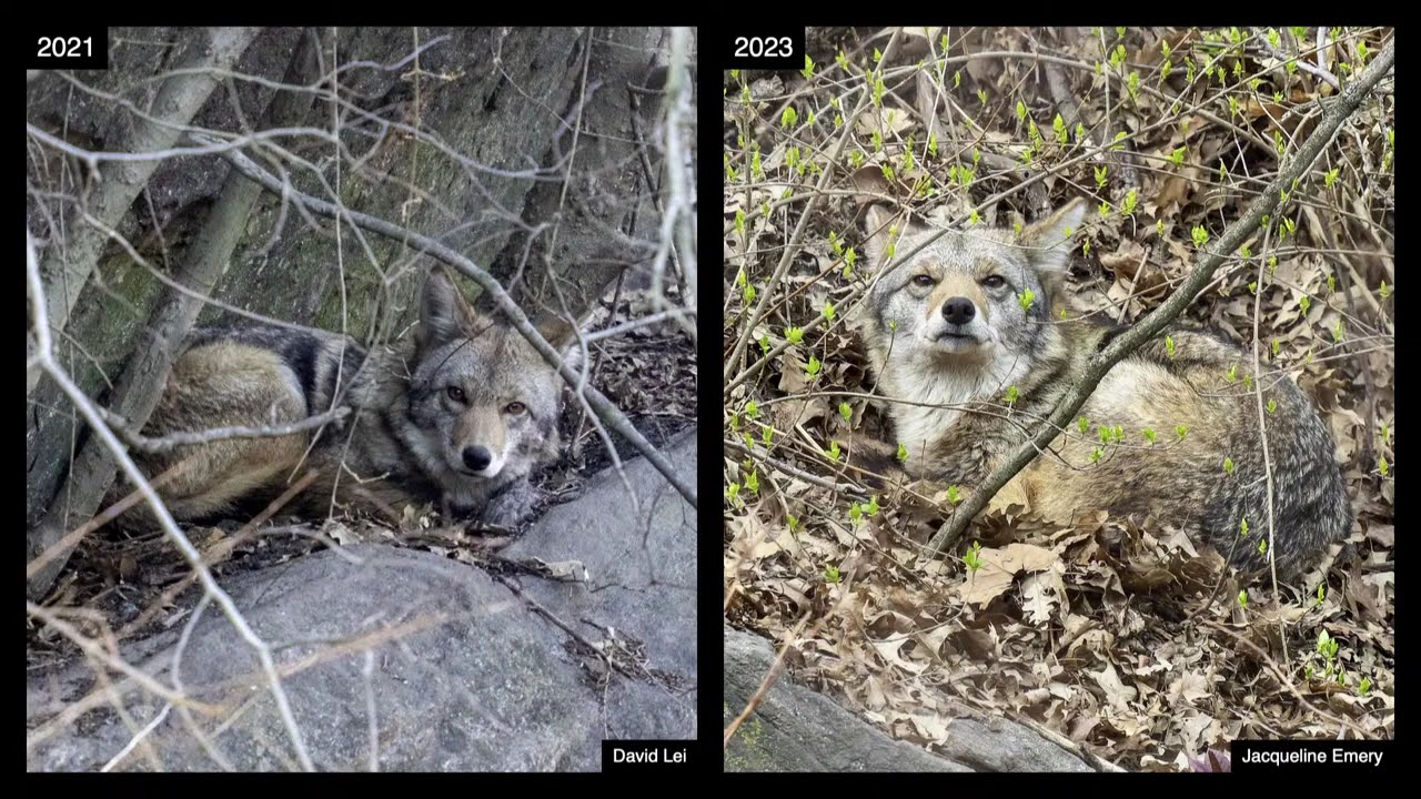 An Evening with the Central Park Coyotes and Beyond