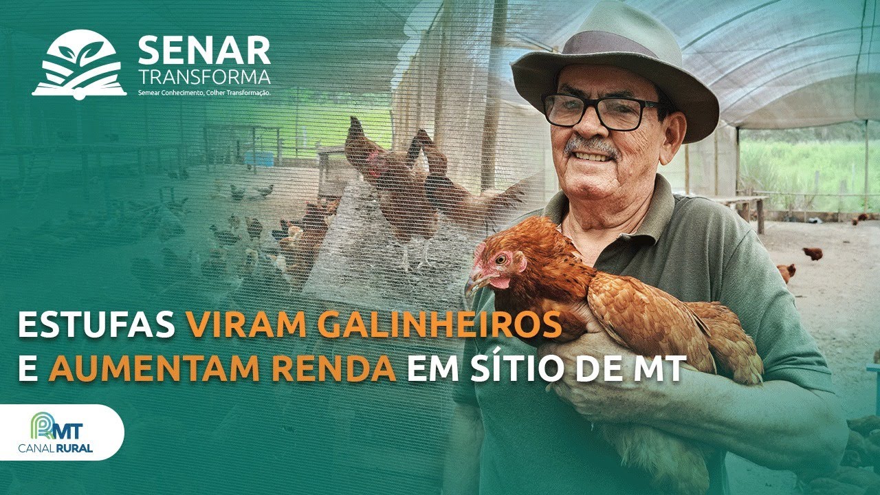 Estufas viram galinheiros e aumentam renda em sítio de MT | Senar Transforma ep.23