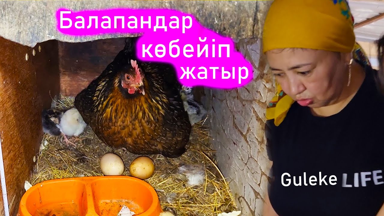 Vlog. Тағыда балапан шығыпты. Тауықтың қасында балапан,жұмыртқа жатыр