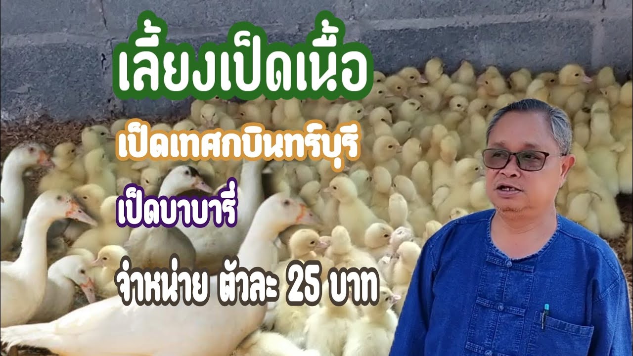 #เป็ดบาบารี่ เลี้ยงเป็ดเทศกบินทร์บุรี ที่นี่คือ แหล่งเพาะพันธ์ุใหญ่ที่!!! ขายถูกที่สุด!!!