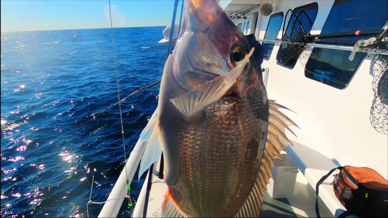 JUMBO Porgy's Big Sea bass LONG ISLAND Charter boat experience #porgys #longisland