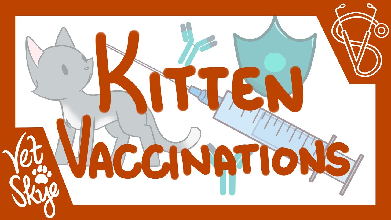 Everything you need to know about Kitten Vaccination