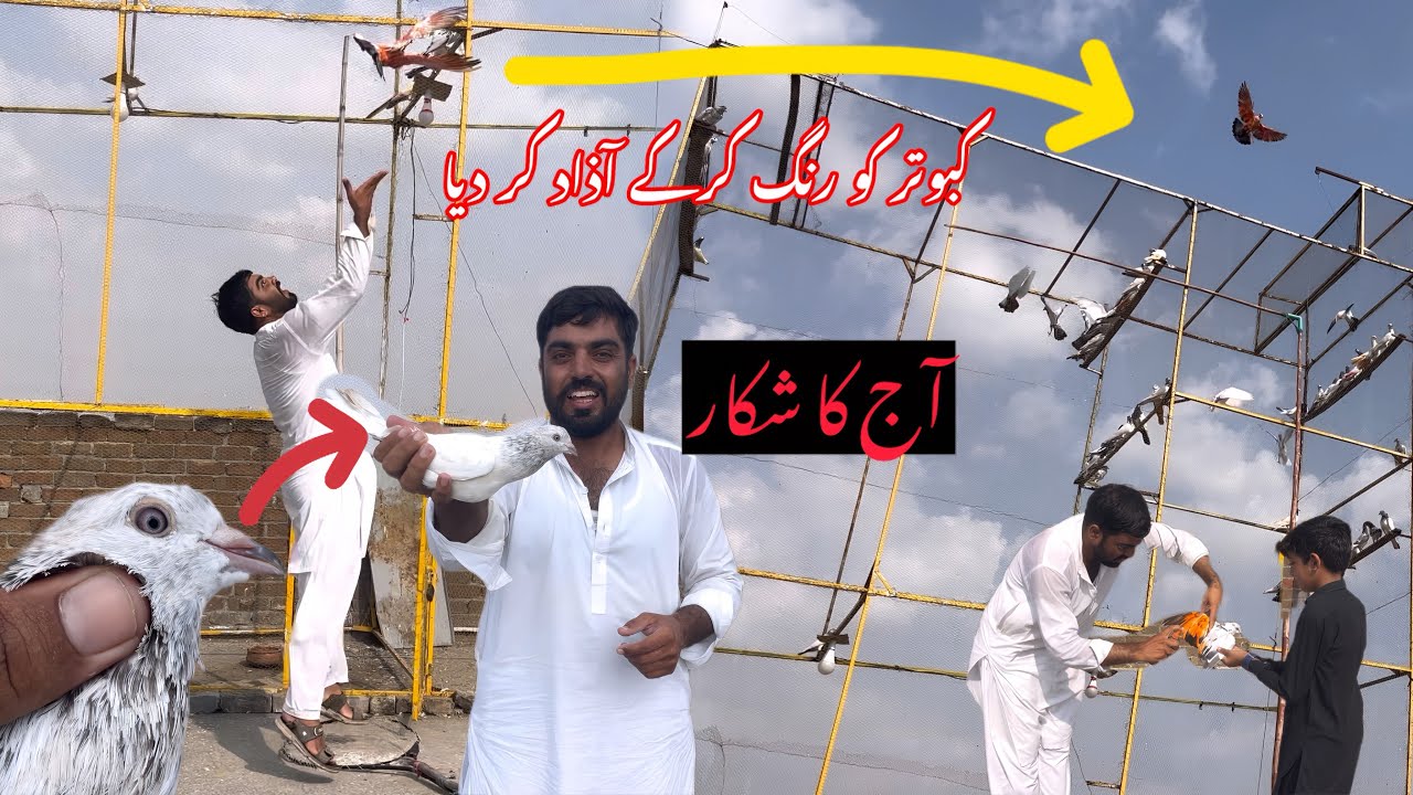Lal motio wala kabootar Pakra lie🥳kabootar ko orange color kar ka azad kar die||how to check pigeon