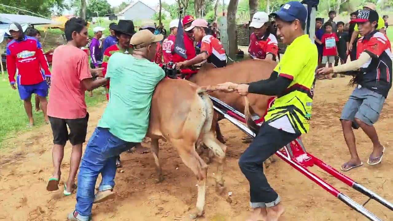 Start Karapan Sapi Tim DRT Malindos. 