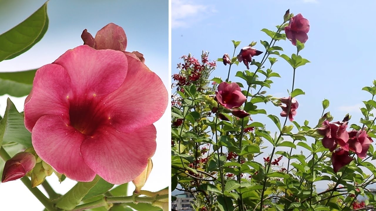 How To GROW & CARE For Allamanda In Pot SUCCESSFULLY!