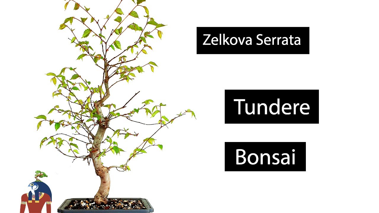 Cum se tunde un bonsai ✂️ Zelkova Serrata - Ulm Japonez | iun 2021