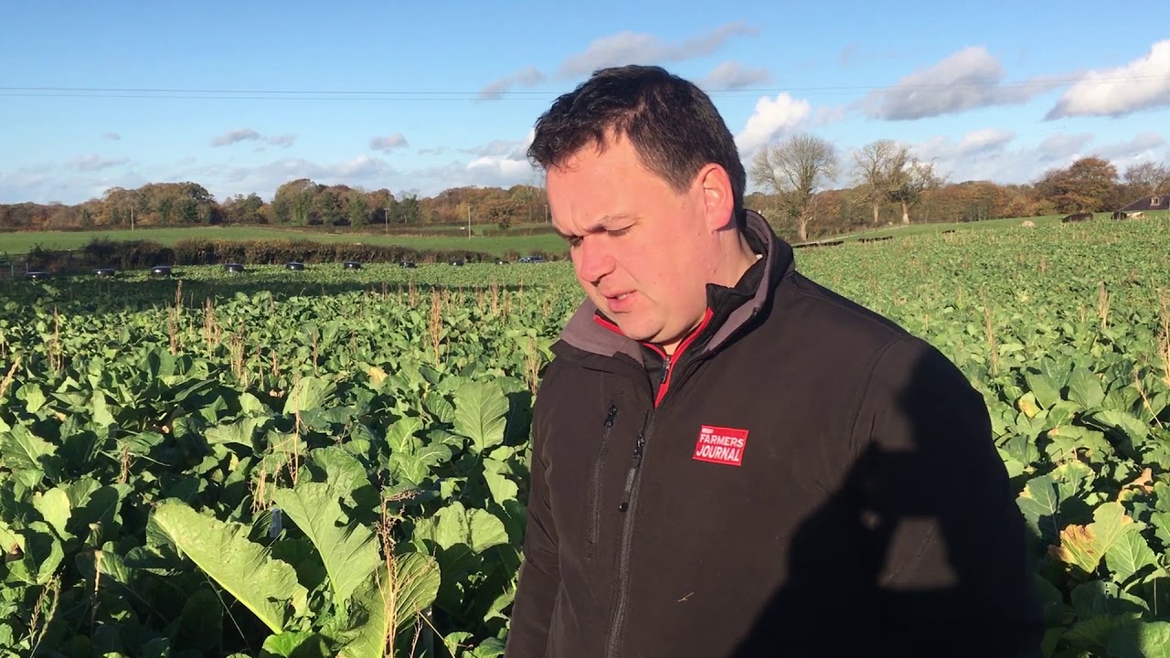 Kale at Tullamore Farm
