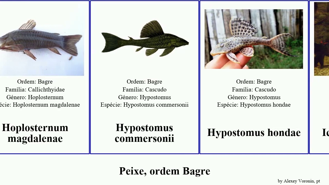 Peixe, ordem Bagre corydoras synodontis chaetostoma noturus clarias fish panda elegans mephisto