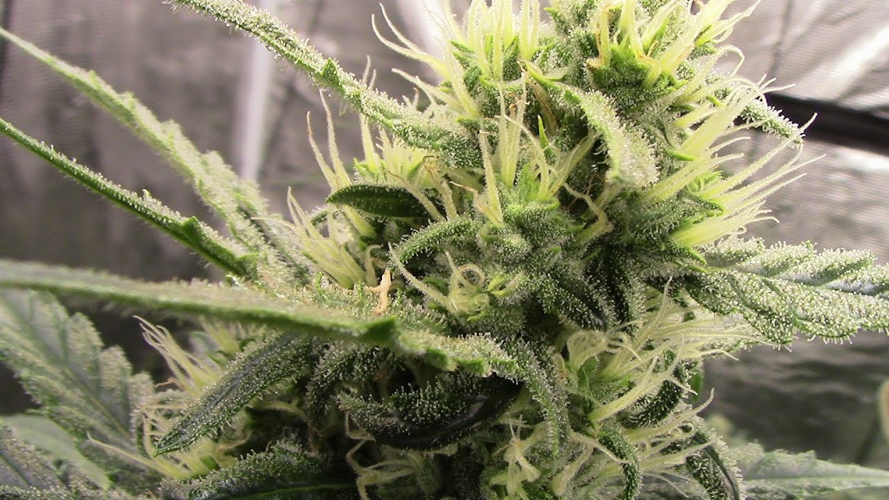 S21:E5  autoflower cannabis grow day 48
