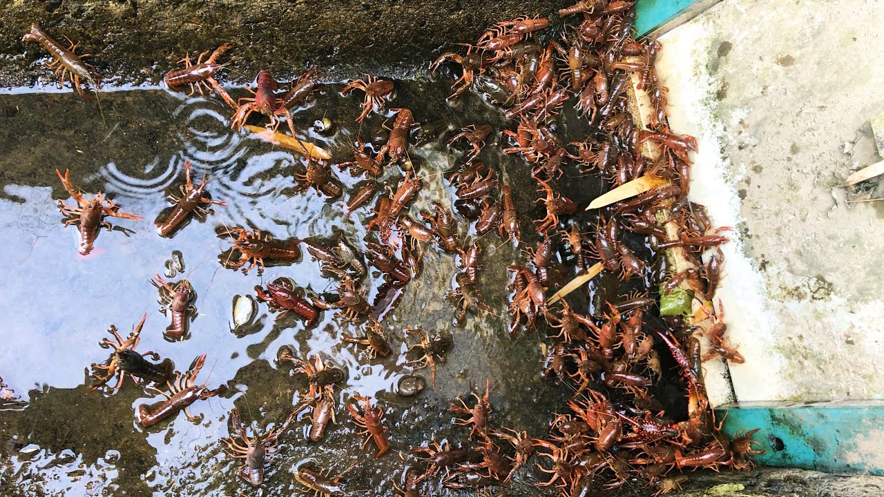 水が涸れた水路に取り残された大量のザリガニを一網打尽！