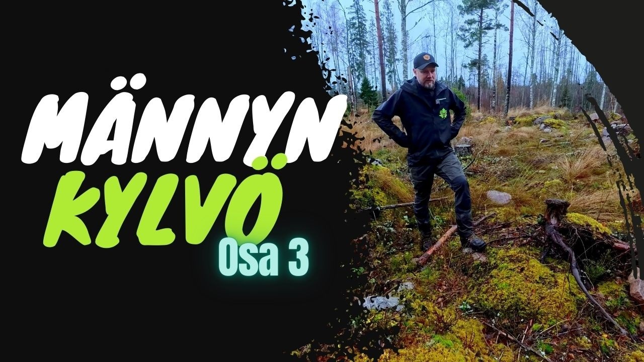 Männyn kylvön päivitystä