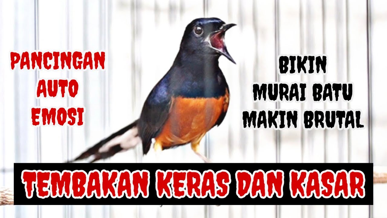 PANCINGAN MURAI BATU GACOR NEMBAK KASAR ‼️ BIKIN MURAI BATU APAPUN LANGSUNG NYAUT DAN EMOSI