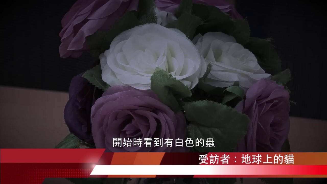 冰毒禍害-地球上的貓