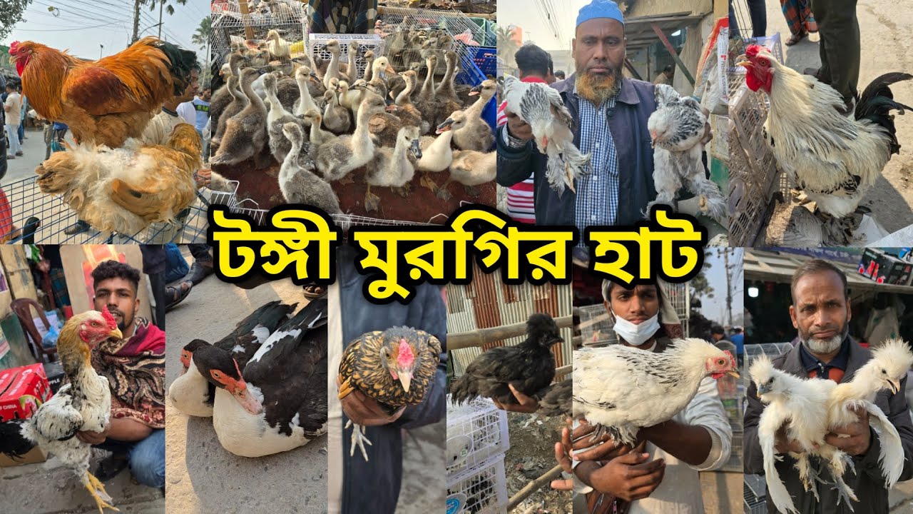 Tongi chicken hat | বাচ্চা সহ দেশি মুরগি | দেশি মুরগিতে ভরপুর | ফেন্সি মুরগি |ফেন্সি মুরগির দাম ২০২৬