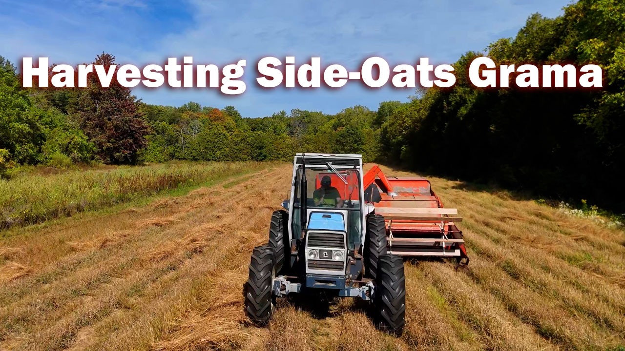 Harvesting Side-Oats Grama | Allis-Chalmers All-Crop 72