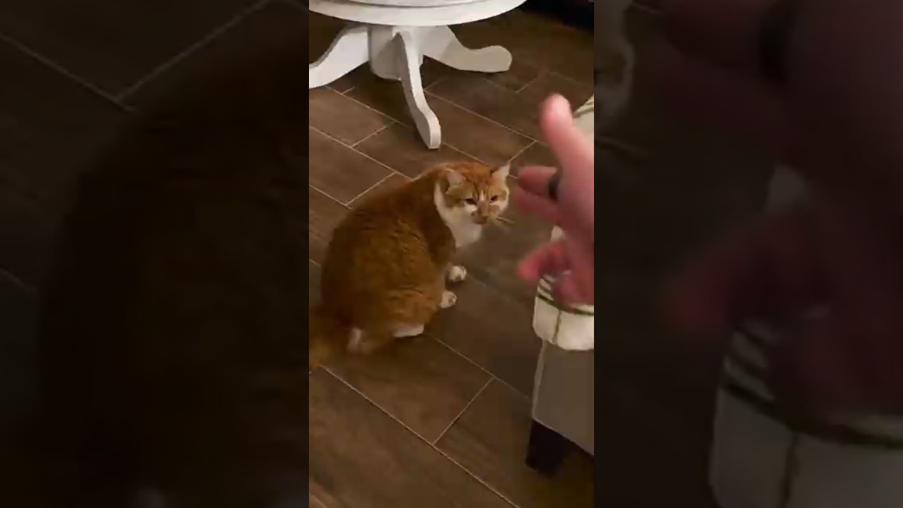 Я никак не могу отделаться от своей привязчивой кошки! 😂
