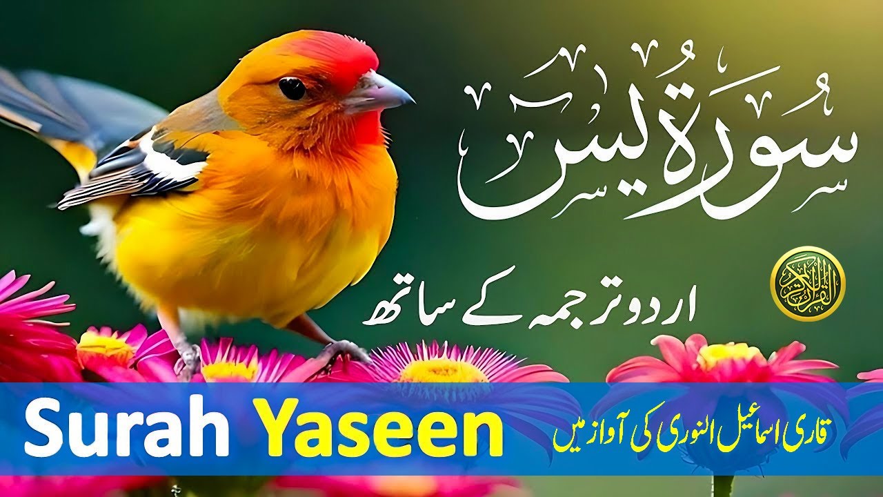 Best Surah Yaseen Recitation | Powerful Quran Tilawat to Cleanse Your Soul | سورة يس | Daily Quran53