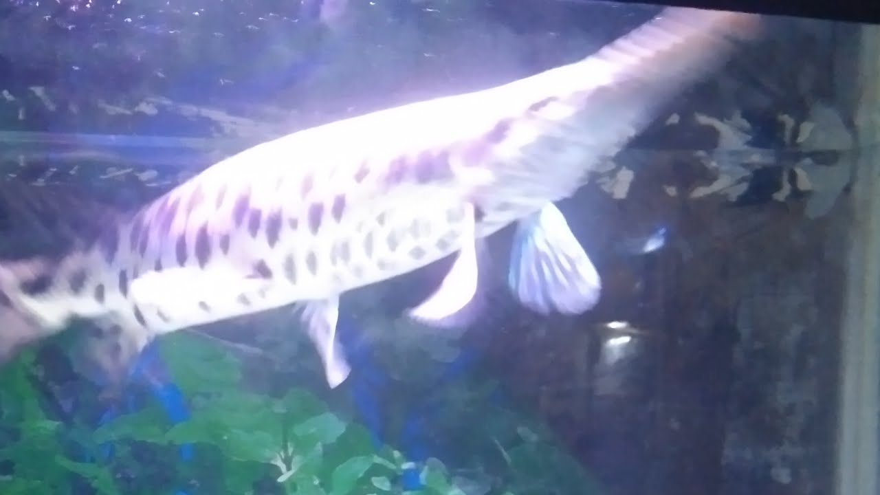 IKAN PREDATOR #64